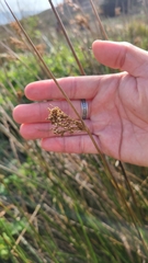 Juncus lesueurii
