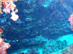 Sciaena umbra