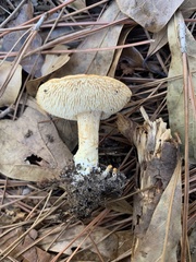 Hydnum