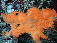 Spirastrella cunctatrix