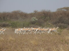 Nanger soemmerringii