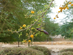 Vachellia farnesiana