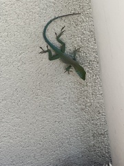 Anolis conspersus