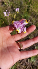 Primula clevelandii