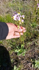 Primula clevelandii