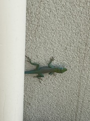 Anolis conspersus