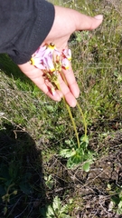 Primula clevelandii
