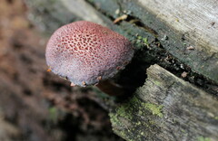 Gymnopilus purpureosquamulosus