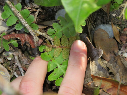 Image of Asplenium cordatum by (c) Jeremy Gilmore, some rights reserved (CC BY)