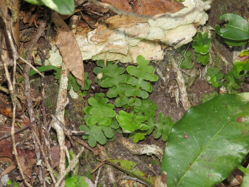 Image of Scaly Fern (Asplenium cordatum) by (c) Jeremy Gilmore, some rights reserved (CC BY)