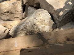 Dalmatolacerta oxycephala