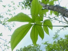 Dioscorea hispida