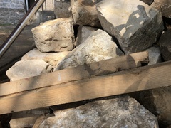 Dalmatolacerta oxycephala