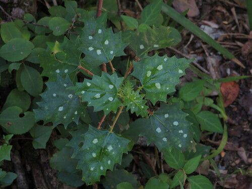 Laportea grossa, photograph 4