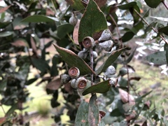 Eucalyptus risdonii