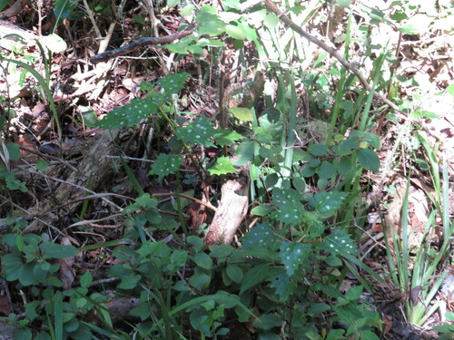 Laportea grossa, photograph 5