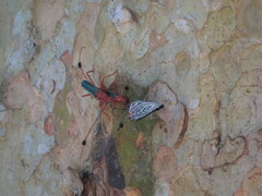 Compsocerus violaceus