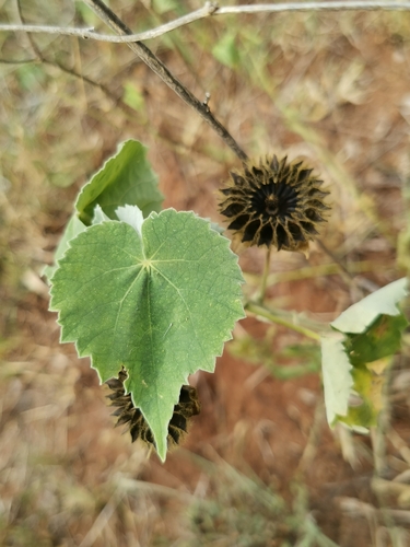 Image of Abutilon grandiflorum by (c) Elena_Sherehora, some rights reserved (CC BY)