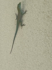 Anolis conspersus