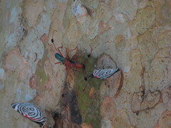 Compsocerus violaceus