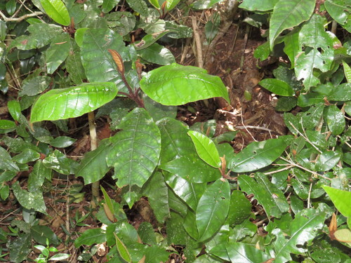 Image of Trichocladus crinitus by (c) Jeremy Gilmore, some rights reserved (CC BY)