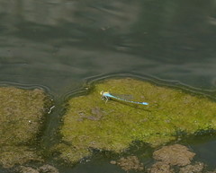 Pseudagrion aureofrons