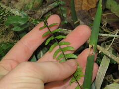 Asplenium lunulatum