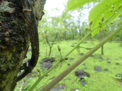 Dioscorea hispida