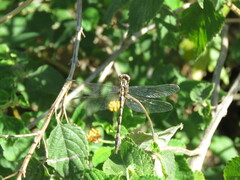 Phyllocycla argentina