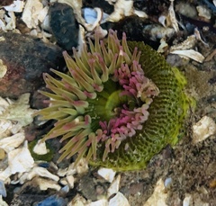Anthopleura elegantissima