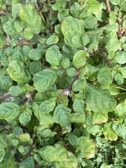 Trianthema portulacastrum