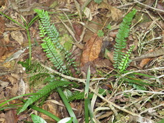 Asplenium lunulatum