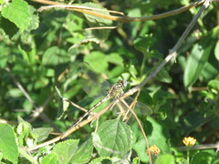 Phyllocycla argentina