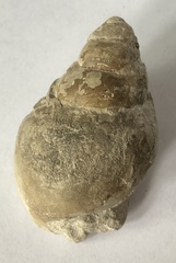 Tylostoma