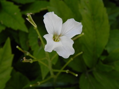 Cardamine heptaphylla