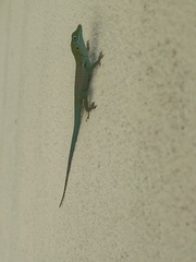 Anolis conspersus