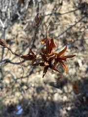 Rhododendron luteum
