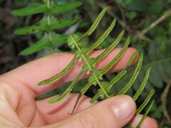 Blechnum australe australe