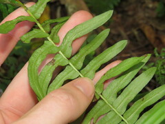 Blechnum australe australe