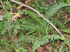 Blechnum australe australe