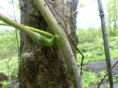 Dioscorea hispida
