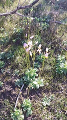 Primula clevelandii