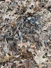 Didelphis virginiana