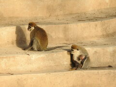 Chlorocebus aethiops