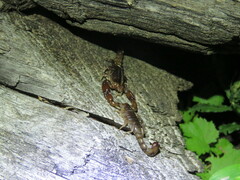 Bothriurus bonariensis