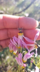 Primula clevelandii
