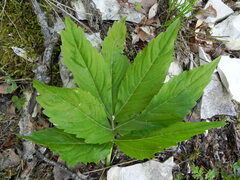 Cardamine heptaphylla