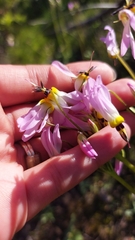 Primula clevelandii