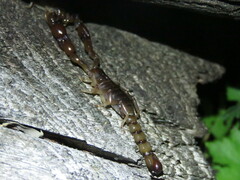 Bothriurus bonariensis