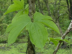Dioscorea hispida